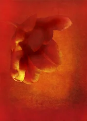 Květina v červené barvě, digitální fotoart 2016)