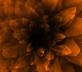 Flower orange, 2016 (digitální umělecký tisk)