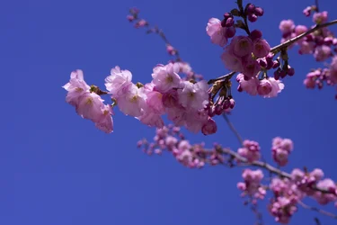 Lilac, 2018 (fotografie)