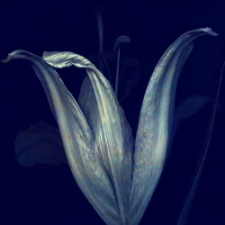 Lily 1, 2018 (digitální fotoart)