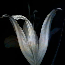 Lily 3, 2018 (digitální fotoart)