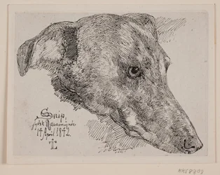 Hundehoved, Snipe