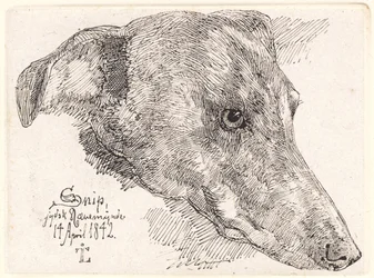 Hundehoved, Snipe