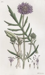 Svrab polní Knautia arvensis, 1804-1811