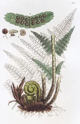 Kapradina samec Dryopteris fern-mas, 1804-1811