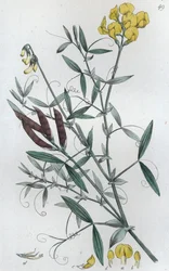 Vetchling luční Lathyrus pratensis, 1804-1811
