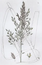 Rákos sladká tráva Poa aquatica, 1804-1811