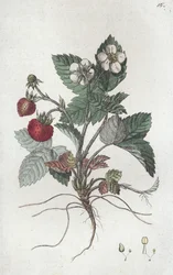 Lesní jahoda Fragaria vesca, 1804-1811