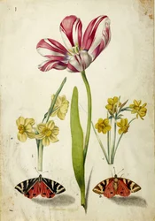 Tulipán, narcis a motýli, c. 1660.