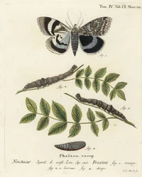 Modrý podkřídlý ​​můra nebo Clifden nonpareil, Catocala fraxini. Ručně kolorovaná mědirytina od Johanna Carla Bocka podle Eugenia Johanna Christopha Espera Motýli v ilustracích z přírody, Erlangen