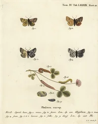 Burnet společník můra, Euclidia glyphica 1,2, a matka Shipton můra, Euclidia mi, 3-9. Ručně kolorovaná mědirytina od Johanna Carla Bocka podle Eugenia Johanna Christopha Espera Motýli v ilustracích z přírody, Erlangen