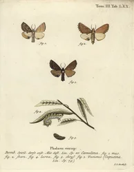 Prominentní Coxcomb, Ptilodon capucinus.