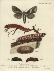 Kozlík, Cossus cossus