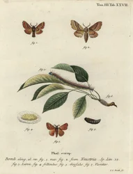 Lackey můra, Malacosoma neustria.