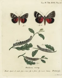 Světle karmínový podkřídlý ​​můra, Catocala promissa. Ručně kolorovaná mědirytina od Johanna Carla Bocka podle Eugenia Johanna Christopha Espera Motýli v ilustracích z přírody, Erlangen