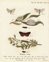 Můra mlynářka, Acronicta leporina 1-5 a můra rumělka, Tyria jacobaeae 6-8. Ručně kolorovaná mědirytina od Johanna Carla Bocka podle Eugenia Johanna Christopha Espera Motýli v ilustracích z přírody, Erlangen