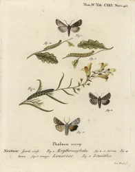Kaštan červenohlavý, Conistra erythrocephala 1-4, ropucha brokát, Calophasia lunula 5 a šedý ramenní uzel, Lithophane ornitopus 6. Ručně kolorovaná mědirytina od Johanna Carla Bocka podle Eugenia Johanna Christopha Espera Die Schmetterlinge in Abb