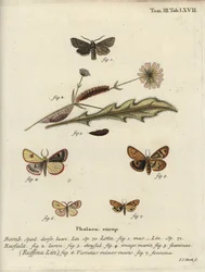 Red-line quaker, clouded buff and flounced chestnut.
