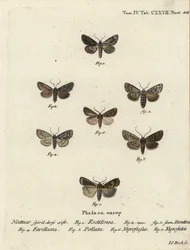 Můra saská, Hyppa rectilinea 1, můra nůžková, Hada plebeja 2,3, dýka bahenní, Acronicta strigosa 4, pastorek hnědý, Agrochola litura 5, šípek bílý, Euxoa nigrofusca 6, Opigena polygona 7. Ručně kolorovaná mědirytinou Johann Carl Bock poté