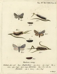 Můra vichřice, Acronicta euphorbiae 1-5, vzácná dýka, Acronicta auricoma 6, a zavíječ, Acronicta rumicis 7-9. Ručně kolorovaná mědirytina od Johanna Carla Bocka podle Eugenia Johanna Christopha Espera Die Schmetterlinge in Abbildungen nac