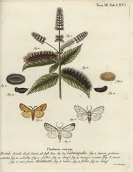 Hranostaj bílý, Spilosoma lubricipeda.