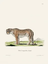 Leopard od Johanna Andrease Wagenera