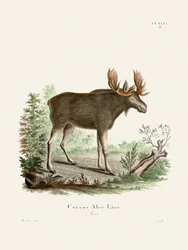 Moose od Johanna Christiana Daniela von Schrebera.
