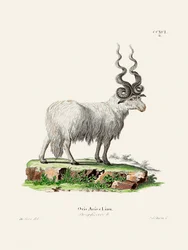 Ovis Aries od Johanna Andrease Wagenera a Johanna Christiana Daniela von Schrebera.
