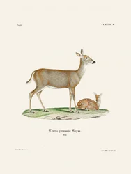 Virginian Deer (1778–1855) od Johanna Andrease Wagenera a Johanna Christiana Daniela von Schrebera.
