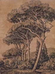 J C Reinhart Deštníkové borovice 1791