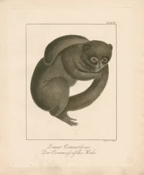 Lemur myšoka Commersonova (ručně kolorovaná litografie)