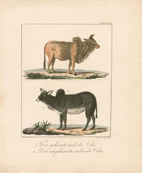 Indiánští voli s rohy a bez rohů (ručně kolorovaná litografie)