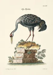 Jeřáb