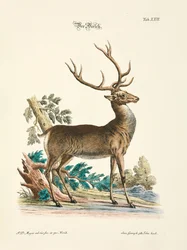Red Deer