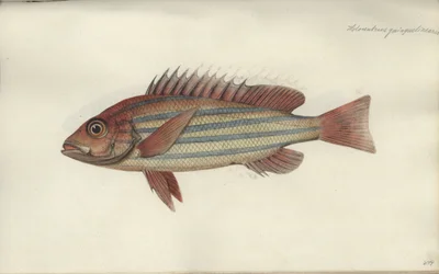 Lutjanus quinquelineatus, před rokem 1790