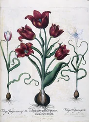Tulipány, 1613
