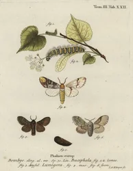 Můra buff-tip, Phalera bucephala a Cosmotriche lobulina.