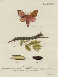 Odonestis slivoň.