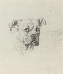 Boxer