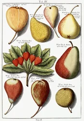 Různé druhy hrušek, 1760-1766