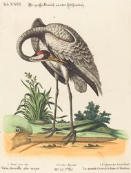 Grus Americana, vrchní major