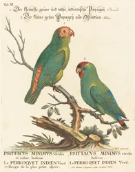 Papoušek (Le Perroquet Indien. Psittacus Minimus)