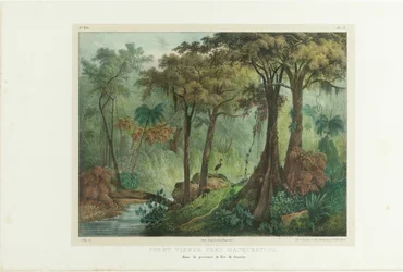Virgin Forest poblíž Manqueritipa. Z malebné cesty v Brazílii, 1835.