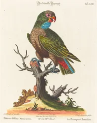 Papoušek (Le Parrot Brunatre. Pfittacus Fulcus Mexicanus)