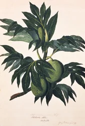 Větev chlebovníku s plody, asi 1773 (rytina)