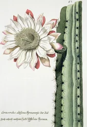 Cereus Erectus Altissimus Syrinamensis z Phythanthoza Iconographica vydaný v Německu, 1737-45