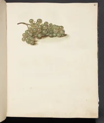 Studium hroznů