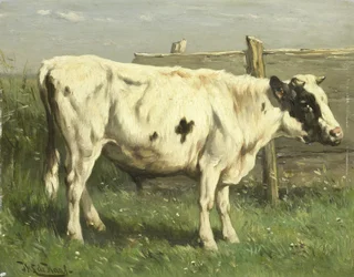 Mladý býk