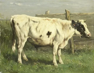 Mladý býk
