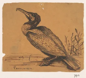 Kormorán Cormoran (název na objektu)
